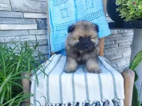 Daniel, a male Keeshond for sale in Montgomery, IN – 1 of 3