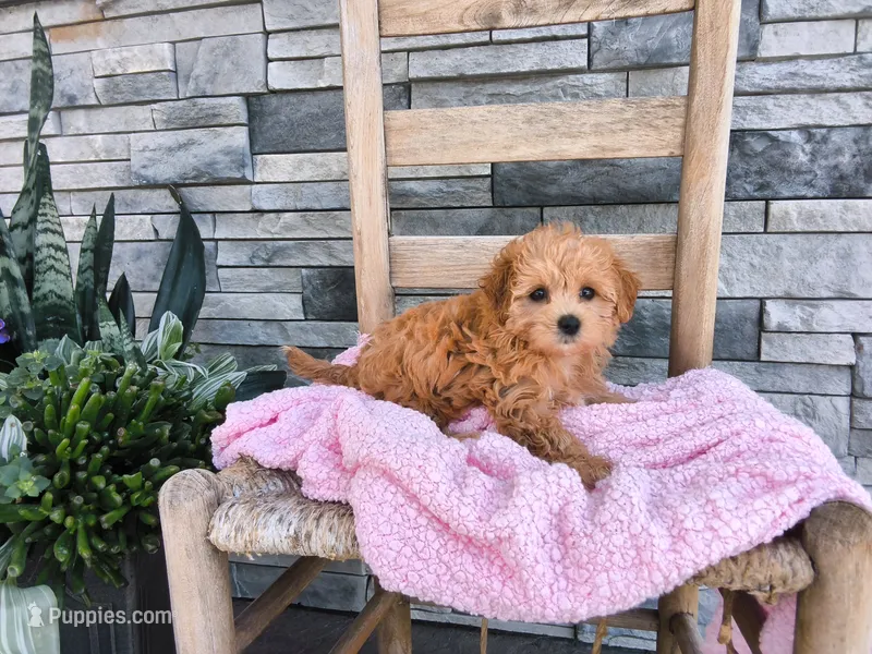 Stella – Maltipoo puppy for sale in Montgomery, IN