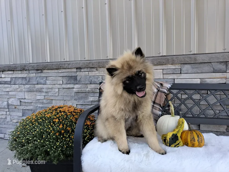 Devon – Keeshond puppy for sale in Montgomery, IN