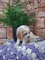 Sarah , a male Cocker Spaniel for sale in Montgomery, IN – Photo 1 of 3