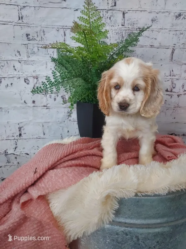 Sarah  – Cocker Spaniel puppy for sale in Montgomery, IN