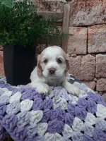 Sarah , a male Cocker Spaniel for sale in Montgomery, IN – Photo 2 of 3