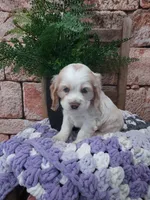 Sarah , a male Cocker Spaniel for sale in Montgomery, IN – Photo 3 of 3