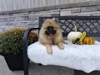 Callie, a female Keeshond for sale in Montgomery, IN – 2 of 2