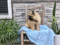 Stanley, a female Keeshond for sale in Montgomery, IN – 3 of 3