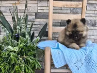 Caleb, a male Keeshond for sale in Montgomery, IN – 3 of 3
