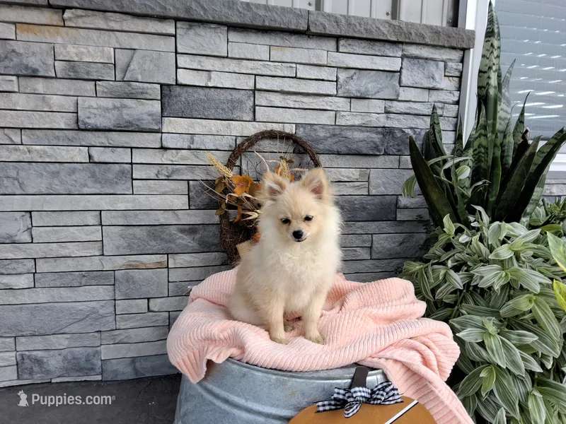 Heidi – Pomeranian puppy for sale in Montgomery, IN
