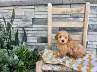 Shawn, a male Maltipoo for sale in Montgomery, IN – 2 of 3