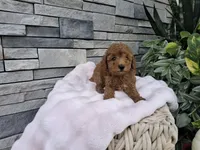 Elaine, a female Poodle - Miniature  for sale in Montgomery, IN – 2 of 2