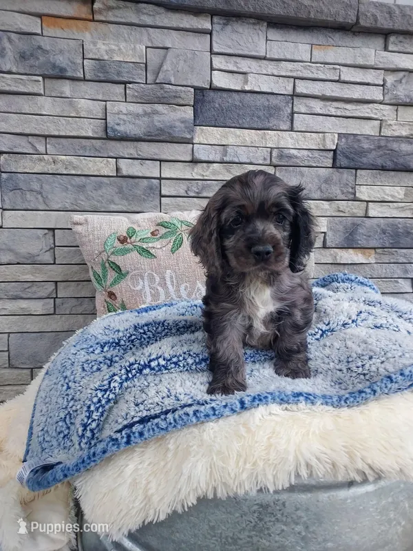 Milo – Cocker Spaniel puppy for sale in Montgomery, IN