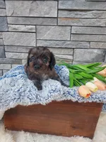 Milo, a male Cocker Spaniel for sale in Montgomery, IN – Photo 2 of 2