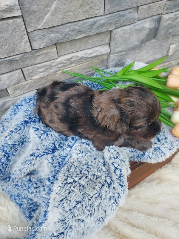 Milo – Cocker Spaniel puppy for sale in Montgomery, IN