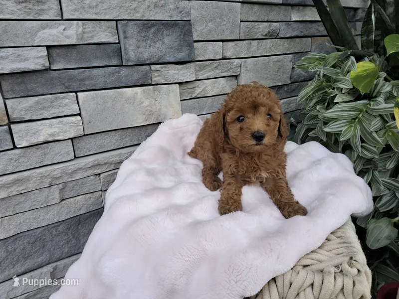 Elaine – Poodle - Miniature  puppy for sale in Montgomery, IN