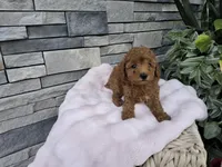 Elaine, a female Poodle - Miniature  for sale in Montgomery, IN – 1 of 2