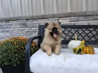 Carson, a male Keeshond for sale in Montgomery, IN – 3 of 6