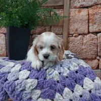 Shanna, a male Cocker Spaniel for sale in Montgomery, IN – Photo 3 of 3
