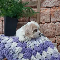 Shanna, a male Cocker Spaniel for sale in Montgomery, IN – Photo 2 of 3