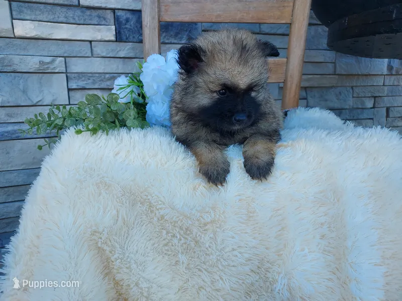 Shaylee – Keeshond puppy for sale in Montgomery, IN