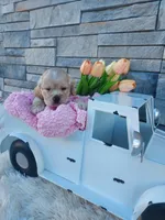 Elsa, a female Cocker Spaniel for sale in Montgomery, IN – Photo 3 of 3