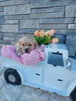 Elsa, a female Cocker Spaniel for sale in Montgomery, IN – Photo 1 of 3