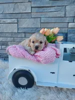 Elsa, a female Cocker Spaniel for sale in Montgomery, IN – Photo 2 of 3