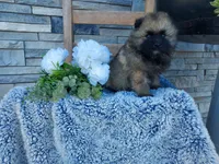Stevie, a female Keeshond for sale in Montgomery, IN – 2 of 2
