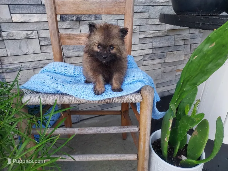 Donnie – Keeshond puppy for sale in Montgomery, IN