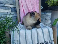 Dianne, a male Keeshond for sale in Montgomery, IN – 2 of 3