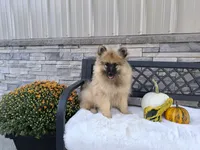 Chase, a male Keeshond for sale in Montgomery, IN – 2 of 2