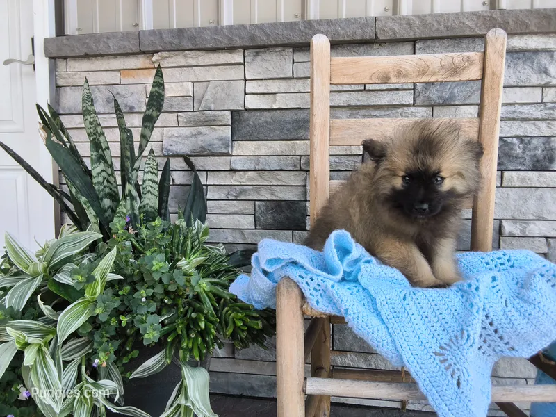 Donnie – Keeshond puppy for sale in Montgomery, IN