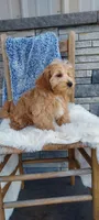 Nevin, a male Maltipoo for sale in Montgomery, IN – Photo 3 of 3