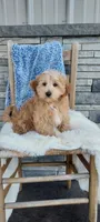 Nevin, a male Maltipoo for sale in Montgomery, IN – Photo 1 of 3