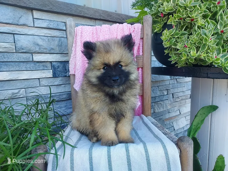 Shaylee – Keeshond puppy for sale in Montgomery, IN