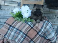 Susan, a female Keeshond for sale in Montgomery, IN – 1 of 2