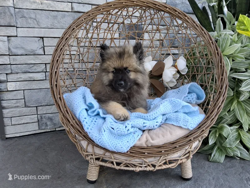 Cooper – Keeshond puppy for sale in Montgomery, IN