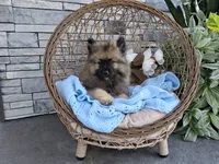 Cooper, a male Keeshond for sale in Montgomery, IN – 1 of 3