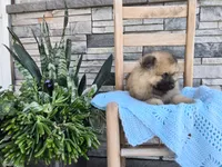 Chase, a male Keeshond for sale in Montgomery, IN – 3 of 3