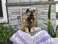 Susan, a female Keeshond for sale in Montgomery, IN – 2 of 3