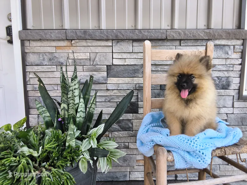 Stanley – Keeshond puppy for sale in Montgomery, IN
