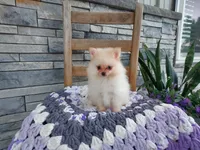 Heidi, a female Pomeranian for sale in Montgomery, IN – 1 of 3