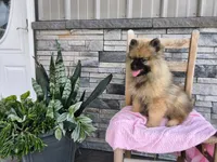 Deanna, a male Keeshond for sale in Montgomery, IN – 3 of 5