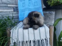 Darrin, a male Keeshond for sale in Montgomery, IN – 3 of 3
