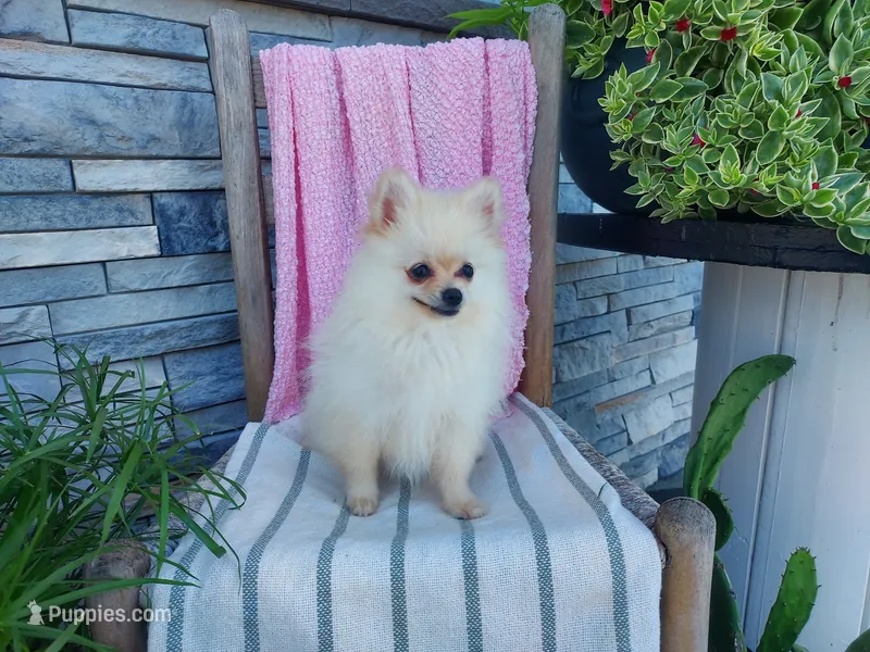 Heidi – Pomeranian puppy for sale in Montgomery, IN