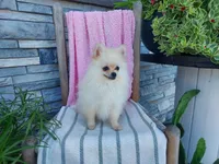 Heidi, a female Pomeranian for sale in Montgomery, IN – 1 of 3