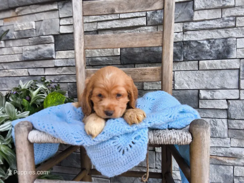 Ryan – Cocker Spaniel puppy for sale in Montgomery, IN