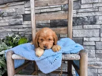 Ryan, a male Cocker Spaniel for sale in Montgomery, IN – 1 of 2
