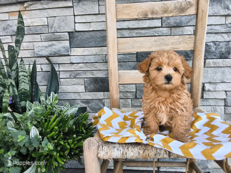 Shawn – Maltipoo puppy for sale in Montgomery, IN