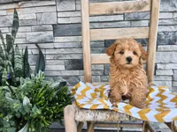 Shawn, a male Maltipoo for sale in Montgomery, IN – 1 of 3