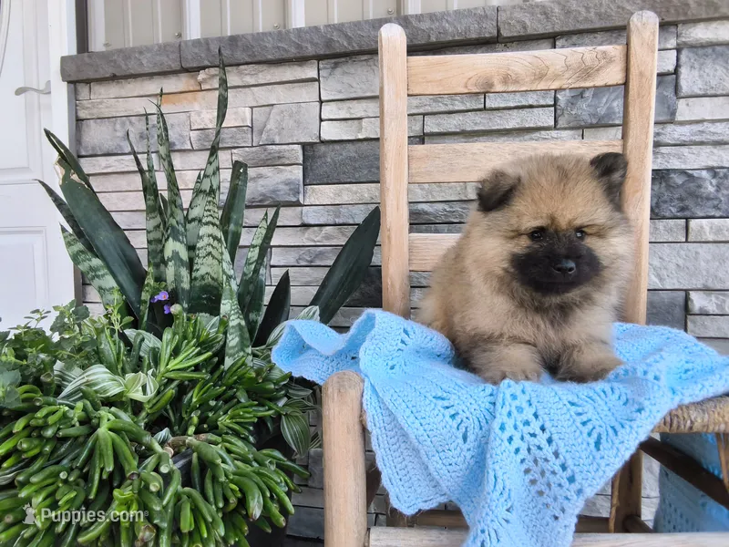 Cole – Keeshond puppy for sale in Montgomery, IN