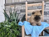 Cole, a male Keeshond for sale in Montgomery, IN – 1 of 3